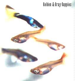 Golden and Gray Guppies