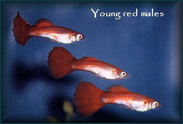 Young Red Males