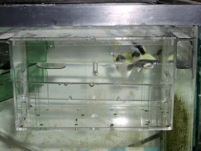 fish breeder box