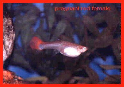 Pregnant Red Female