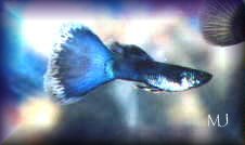 Young Moscow Purple Guppy