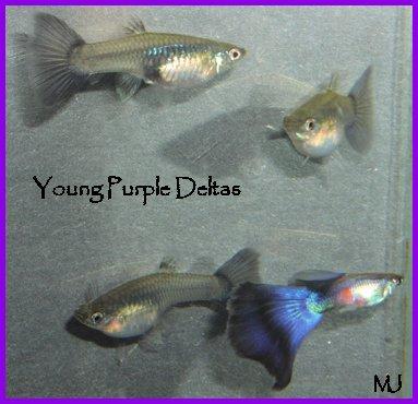 Young Purple Deltas