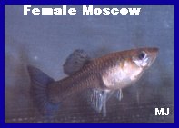 Moscow Female