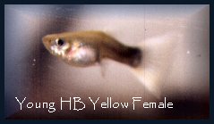 Young  HB Yellow Female